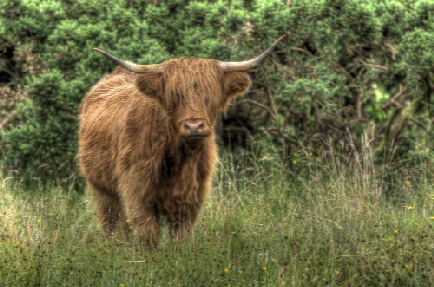 Highlan Coo Highlan Coo